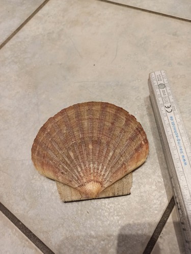 Deko große muscheln - große,