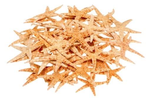 Nadeco sugar seestern natur - sugar,