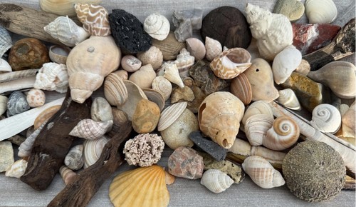 50x strandfunde naturmix - strandfunde, –