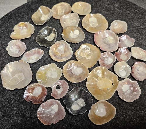 Echte sattelmuscheln jingle - sattelmuscheln,