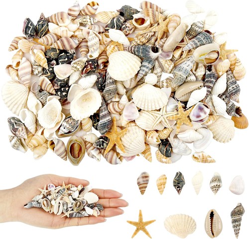 200 stück muscheln - stück,