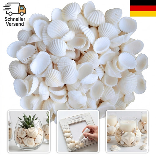 Muscheln deko 150 - deko,, stück