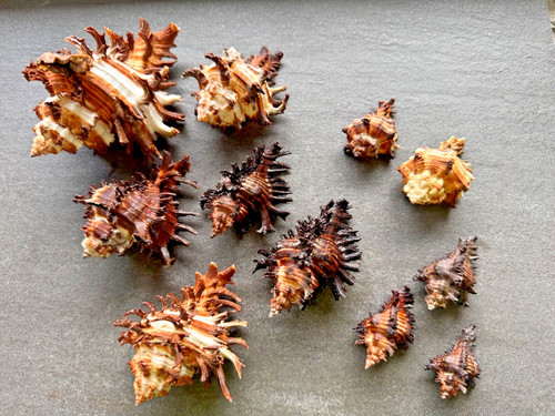 11x murex schnecken - 11x, muscheln