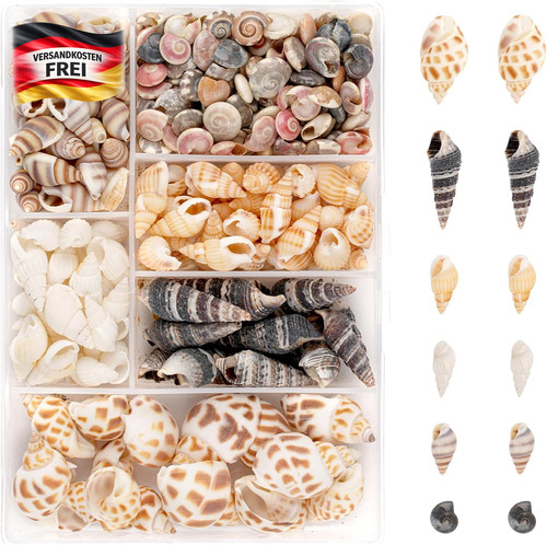 Natürliche muscheln set - natürliche,