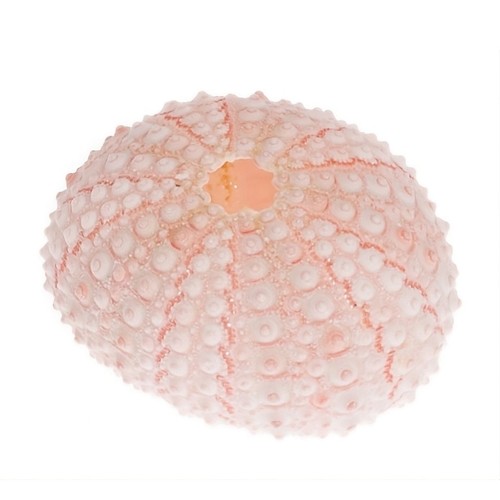 Seeigel gehäuse rosa - gehäuse, 10