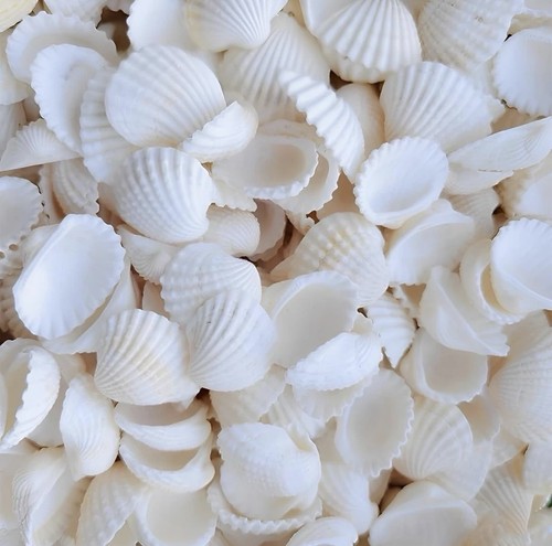 Muscheln deko 150 - muscheln, stück