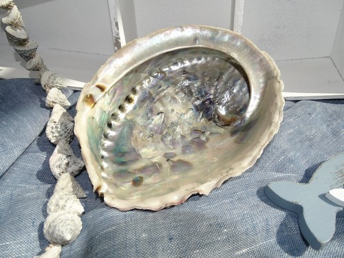 Echte muschel schale abalone - echte, "abalone"