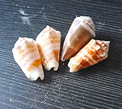 4er set konusmuscheln - 4er,
