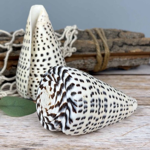 Conus leopardus 9cm - leopardus, echte