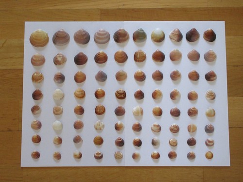 Natürliche muscheln 80 - natürliche, muscheln,