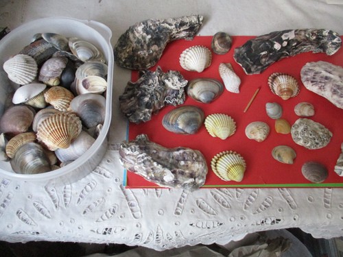 1kg muscheln gemischt - 1kg,