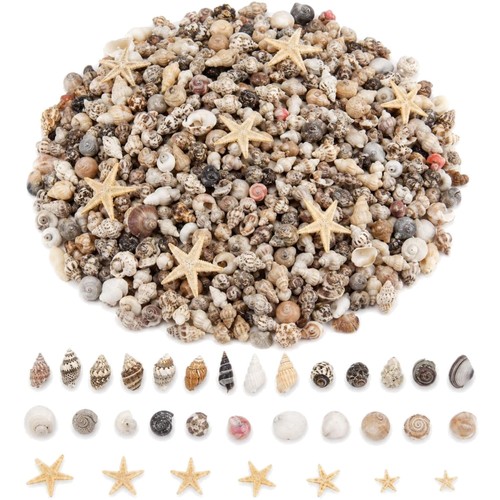 1221 stück mini - muscheln, und