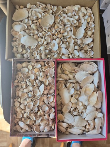 Muscheln natürlich deko - muscheln,