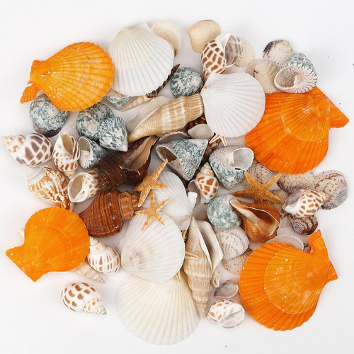 Muscheln deko seesterne - deko,