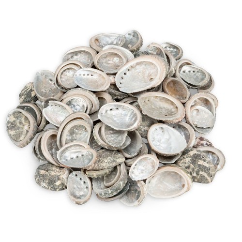 Abalone muscheln 5kg - abalone,
