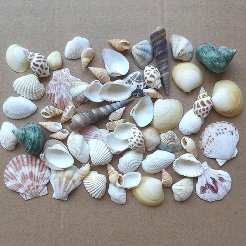 Shells mixed natur muscheln - shells,