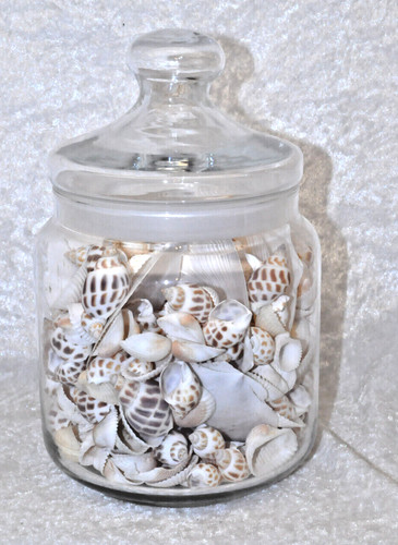 Deko muscheln glas gefüllt - -,