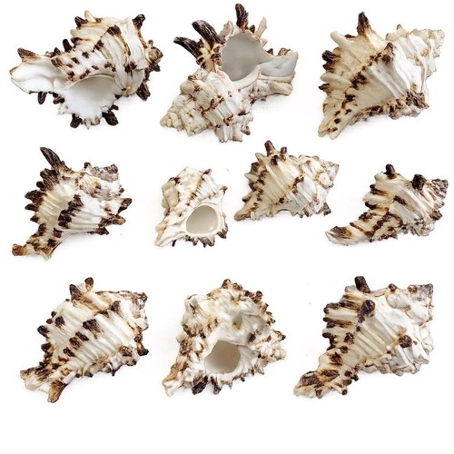 Schnecken muscheln deko - schnecken,