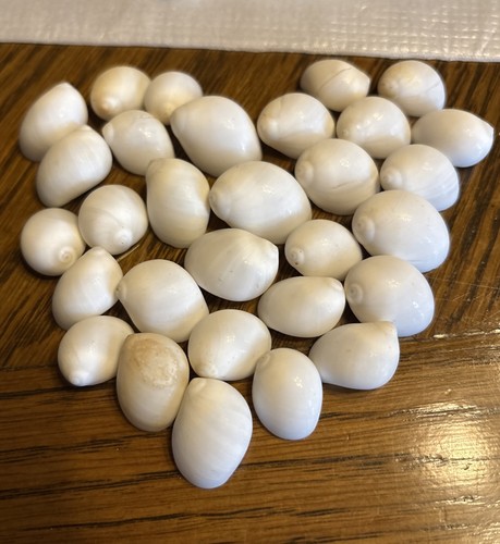 Muscheln 5cm - ca., 1-2,5cm