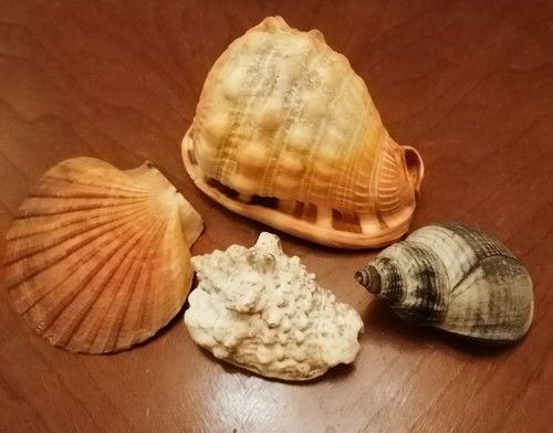Große muscheln konvolut - große,