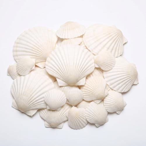 Muscheln zum basteln 100 - muscheln,