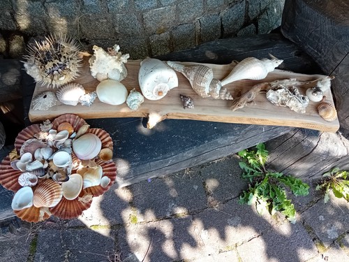 Konvolut muscheln schnecken - konvolut,