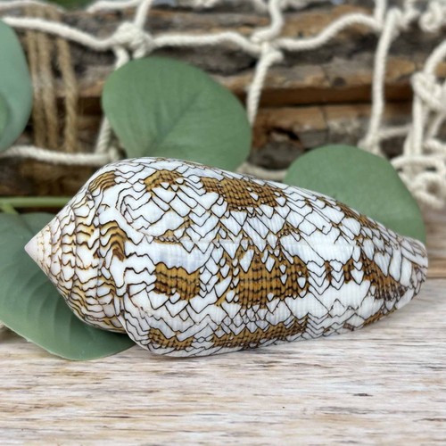 Conus textile 7cm echte - conus,