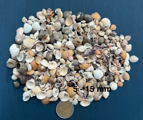 100 mini muscheln - 100,