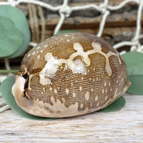 Cypraea mappa 7cm - cypraea, deko