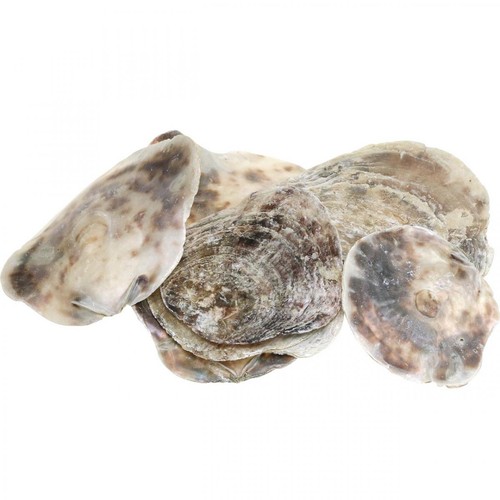Capiz muscheln deko - capiz,