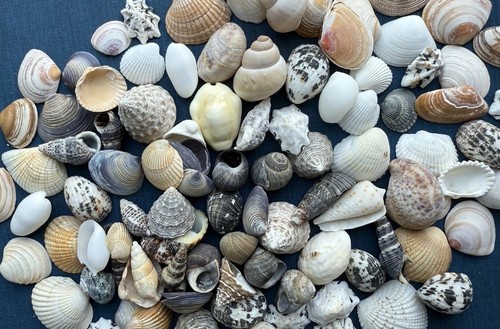 100 kleine muscheln - muscheln, &