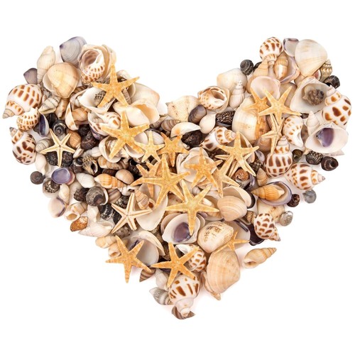 Muscheln seesterne bastelset - muscheln,