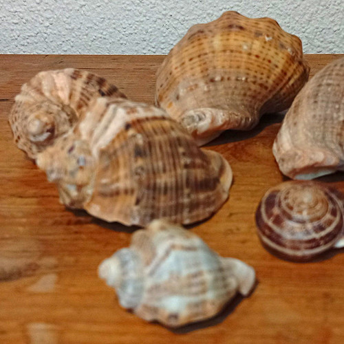 Dekomuscheln mix konvolut - dekomuscheln,