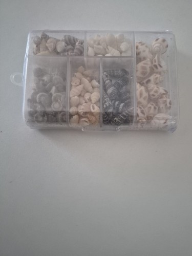 Deko muscheln verschiedene - muscheln,