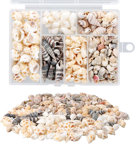 100 stück muscheln - 100,