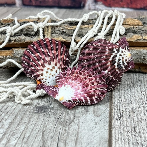 3er set pecten pallium 5cm - 3er-set,
