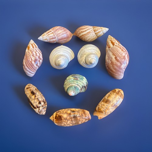 Grosse muscheln - 10,