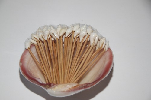 Muscheln stab deko - am,