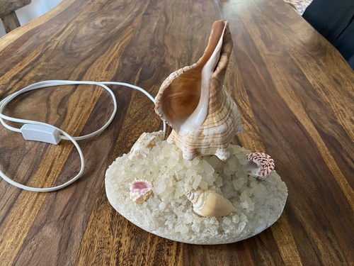 Tischlampe dekolampe muschel - dekolampe,