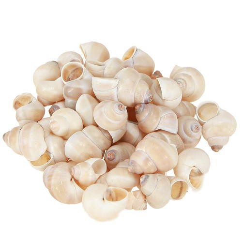 Umachi deko meermuscheln 500g - umachi,