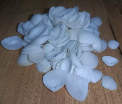 Stück mini muscheln - x,