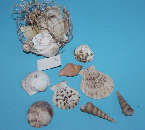 Muscheln netz deko - muscheln,
