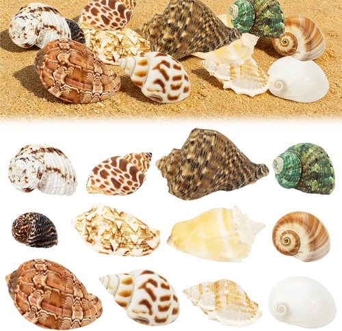 Stück muscheln - 12,