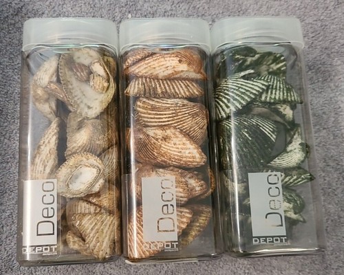 Deko muscheln in dose - deko:, x