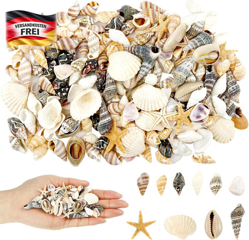 200 stück muscheln zum - stück,