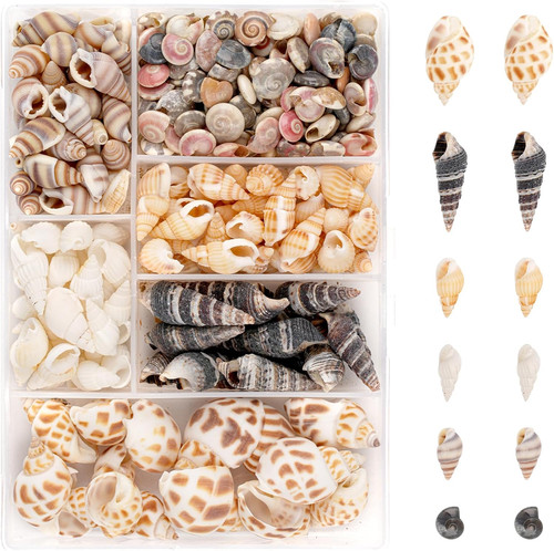 100 stück muscheln - stück, muscheln,