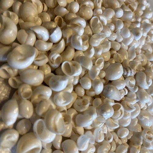 Muscheln 1 5cm - 0,5-1,5cm, |