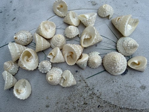 20x perlmutt trochus - 20x,