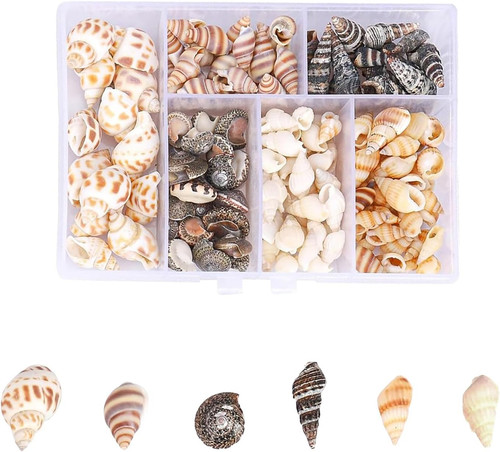 100 stück muscheln gemischte - 100,