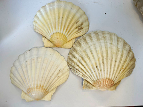 Jakobsmuscheln - 3x,